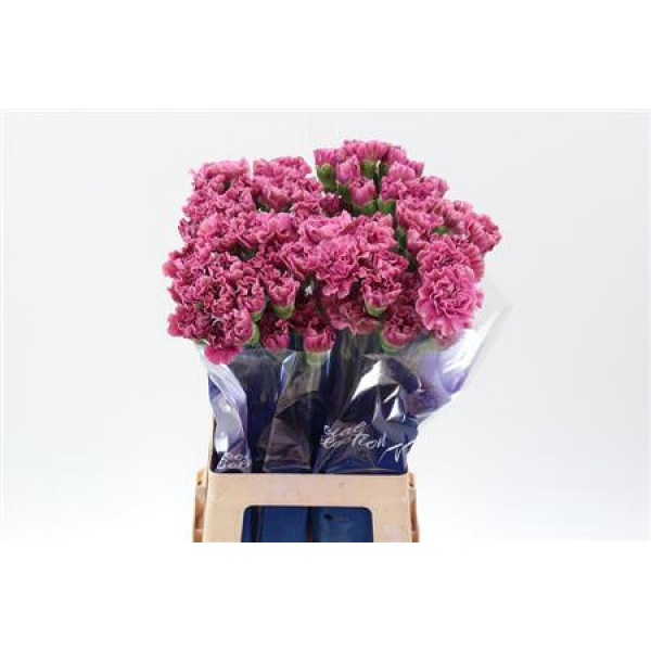 Dianthus St Edmond Hi 70cm A1