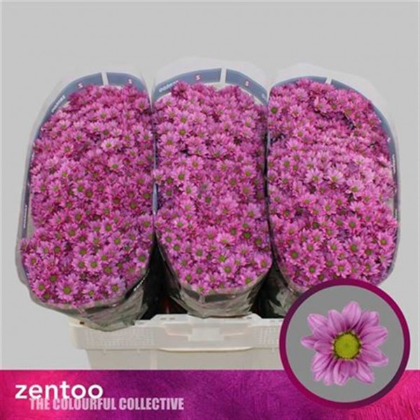 Chrysanthemums S Pixel Amor 55cm A1 Col-Pink