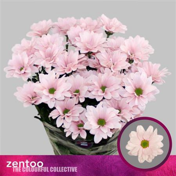 Chrysanthemums T Babe 70cm A1 Col-Pink