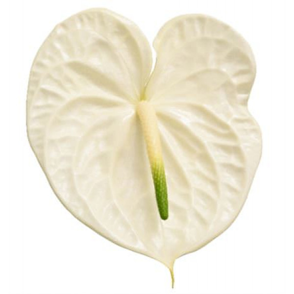 Anthurium A Graciosa 12  A1