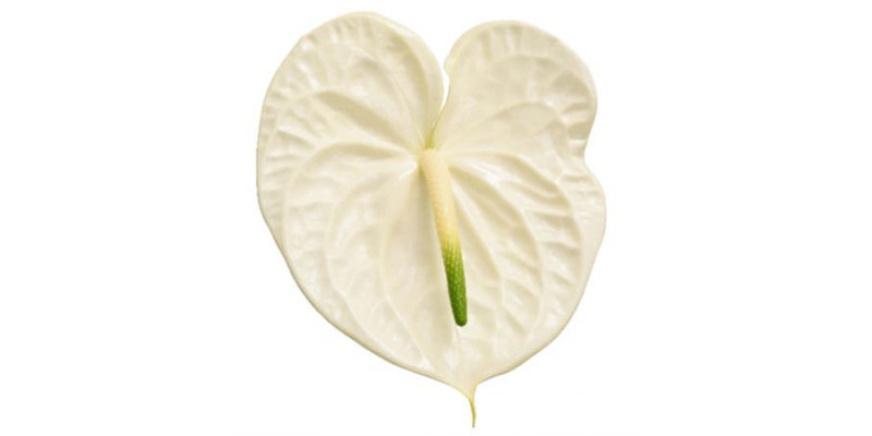 Anthurium A Graciosa 12  A1