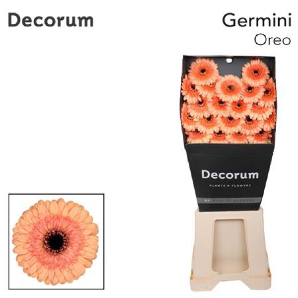 Germini Oreo Diamond 47cm A1