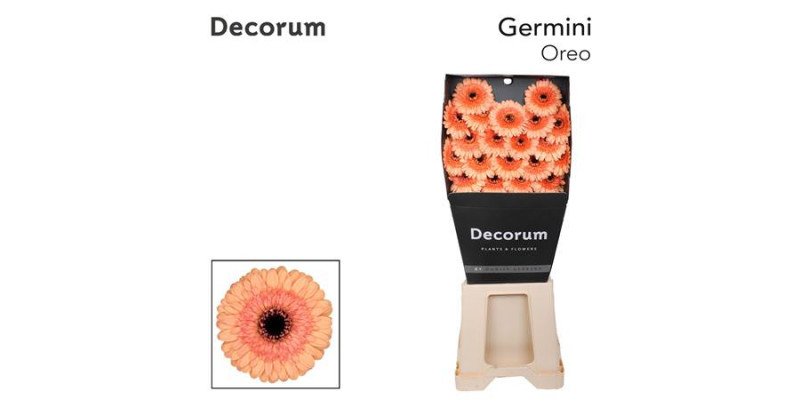 Germini Oreo Diamond 47cm A1