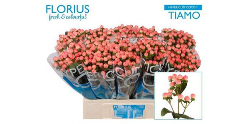 Hypericum Coco Tiamo 60cm A1 Col-Pink