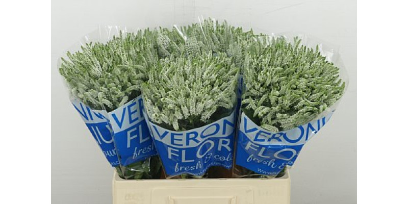 Veron Wave Spray 60 cm A1