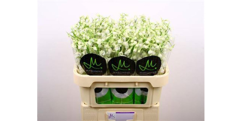 Delphinium En Be An White 70cm A1