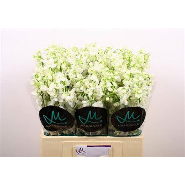 Delphinium En Be An White 60cm A1