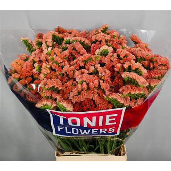 Limonium S Royal Orange 80cm A1