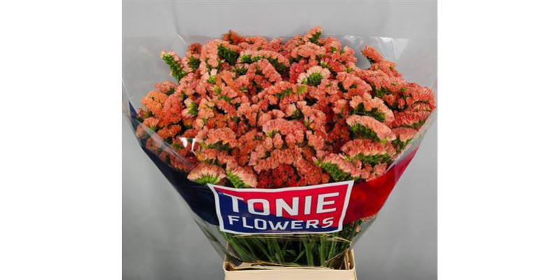 Limonium S Royal Orange 80cm A1