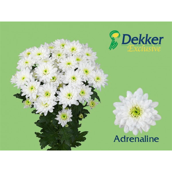 Chrysanthemums T Adrenaline New! 70cm A1 Col-White