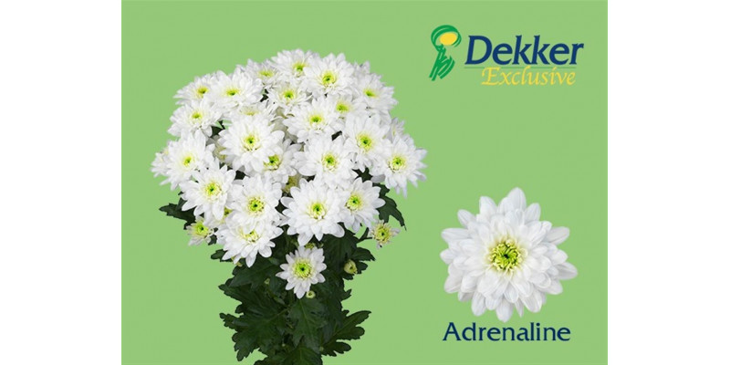 Chrysanthemums T Adrenaline New! 70cm A1 Col-White