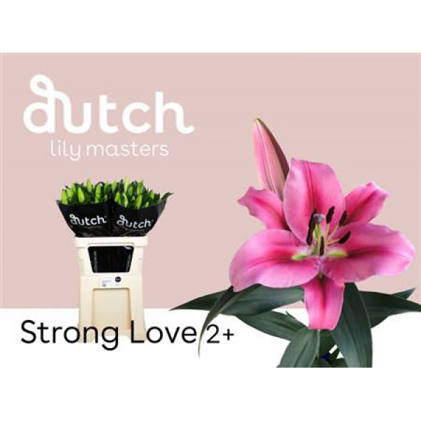 Lillys Or Strong Love 80cm A1