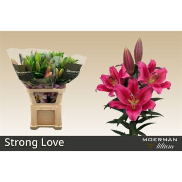 Lillys Or Strong Love 90cm A1