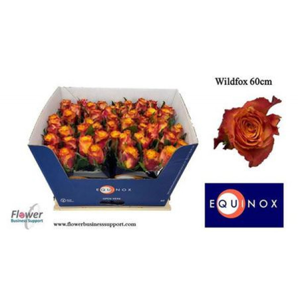 Rose Gr Wildfox 60cm A1 Col-Bicolor