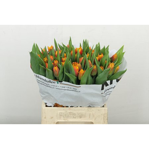Tulips Du Atlas 42cm A1