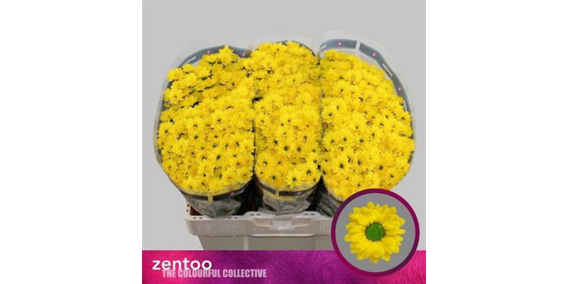 Chrysanthemums S Aaa Skippy 55cm A1 Col-Yellow
