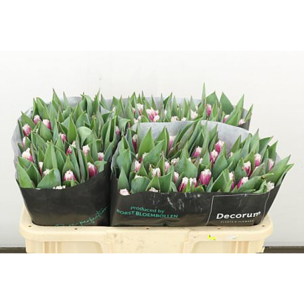 Tulips Freesias San Stefano 34cm A1