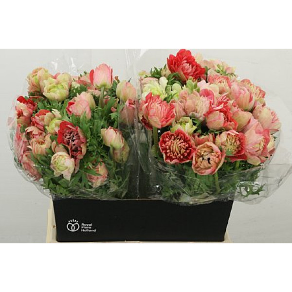 Anemones Co Fstar Strawb 40 cm A1