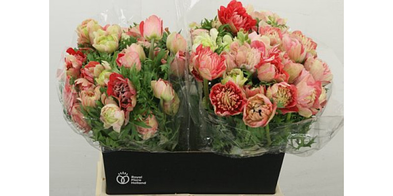 Anemones Co Fstar Strawb 40 cm A1