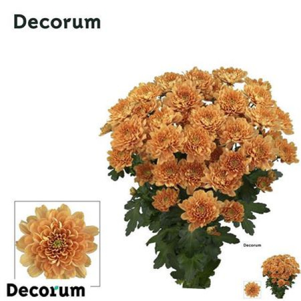 Chrysanthemums T Kalimba Orange 70cm A1 Col-Orange