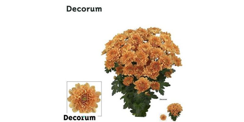 Chrysanthemums T Kalimba Orange 70cm A1 Col-Orange