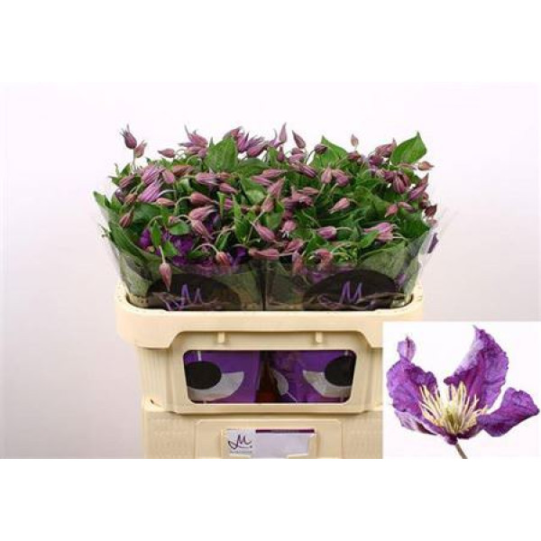 Clem Amazing Sydney 70 cm  A1