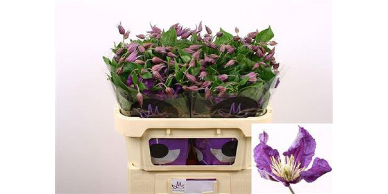 Clem Amazing Sydney 70 cm  A1