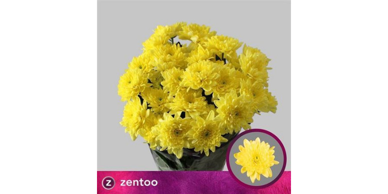 Chrysanthemums T Altaj Yellow 70cm A1 Col-Yellow