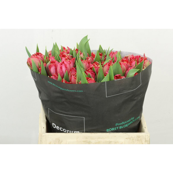 Tulips Freesias La Mour 36 A1Cerise