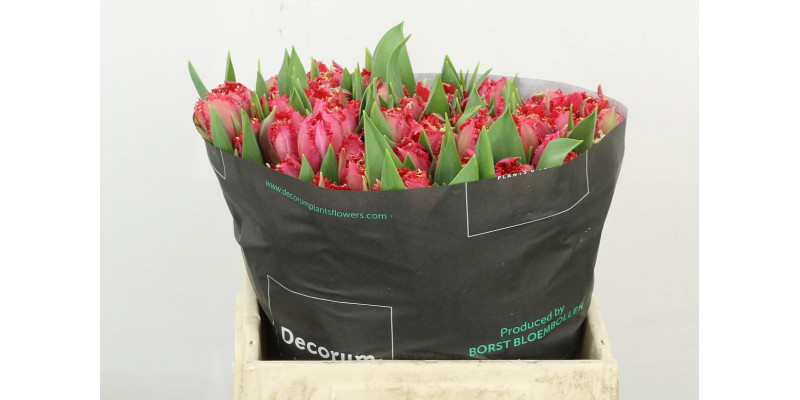 Tulips Freesias La Mour 36 A1Cerise