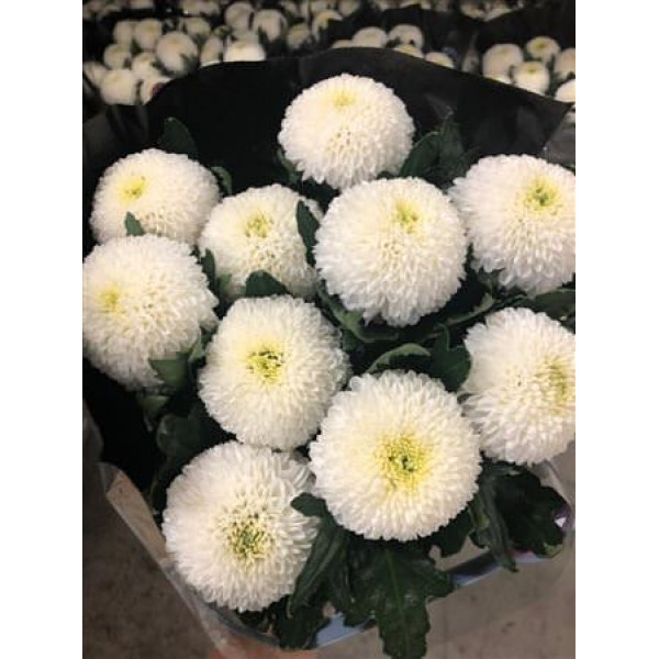 Chrysanthemums G Superbowl 70cm A1