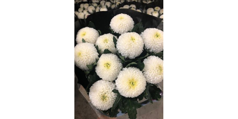 Chrysanthemums G Superbowl 70cm A1