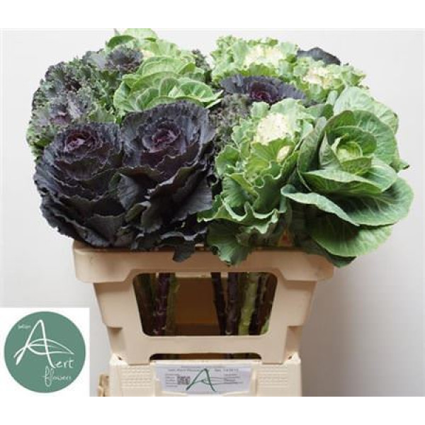 Brassica Gem 60 cm A1