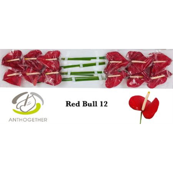 Anthurium A Red Bull 12  A1