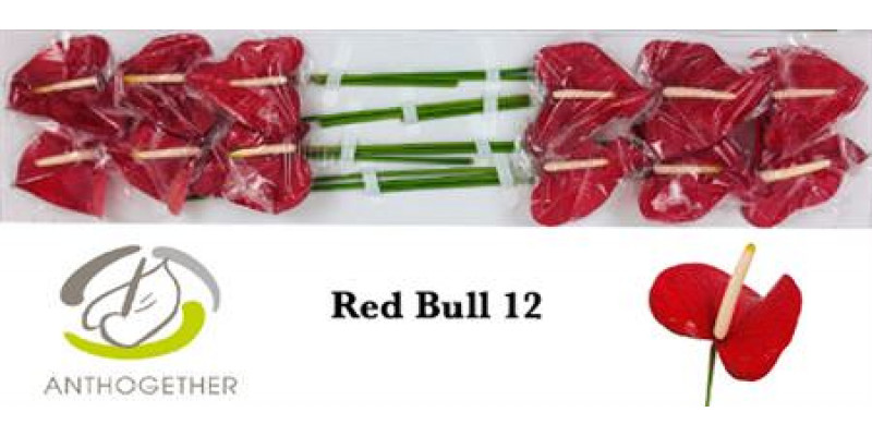 Anthurium A Red Bull 12  A1