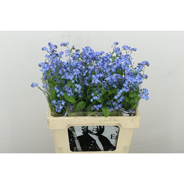 Myos Al Blue Memory 60 cm A1