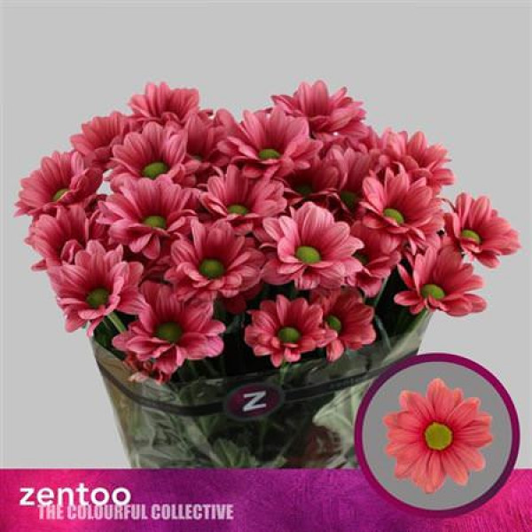 Chrysanthemums T Baller Cherry 70cm A1 Col-Cerise