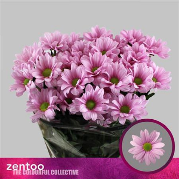 Chrysanthemums T Baller Pink 70cm A1 Col-Pink