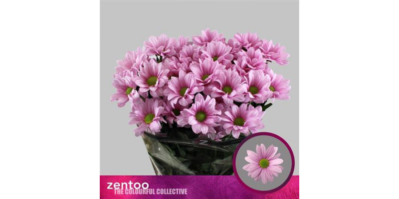 Chrysanthemums T Baller Pink 70cm A1 Col-Pink