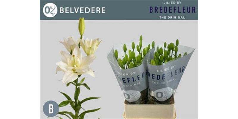 Lillys La Belvedere 4+ 90 cm A1