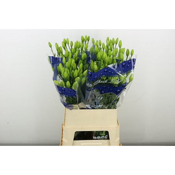 Lillys La Belvedere 90 cm A1