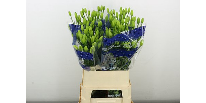 Lillys La Belvedere 90 cm A1