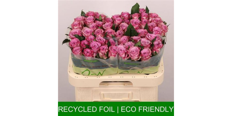 Rose Gr Thriller 60 cm  A1