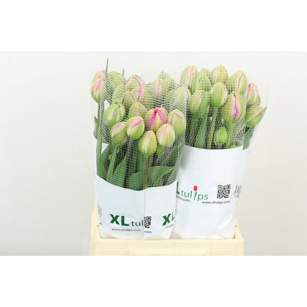 Tulips Du Pinza 45 A1Pink