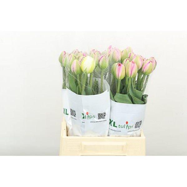 Tulips Frans Du Pinza 45cm A1