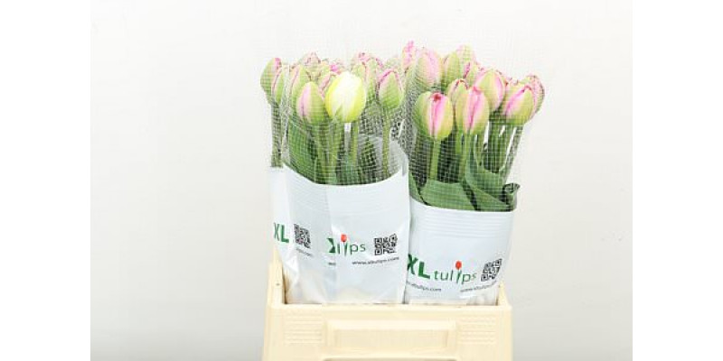 Tulips Frans Du Pinza 45cm A1