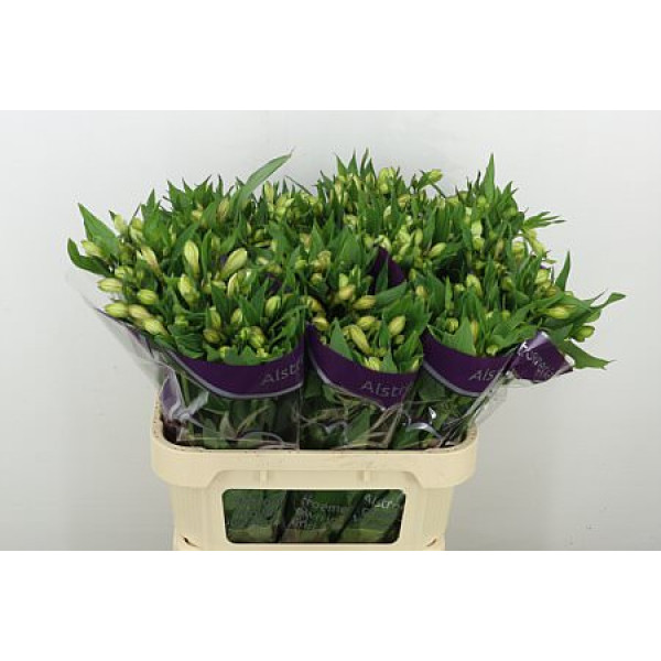 Alstromeria White Swan 75 cm A1