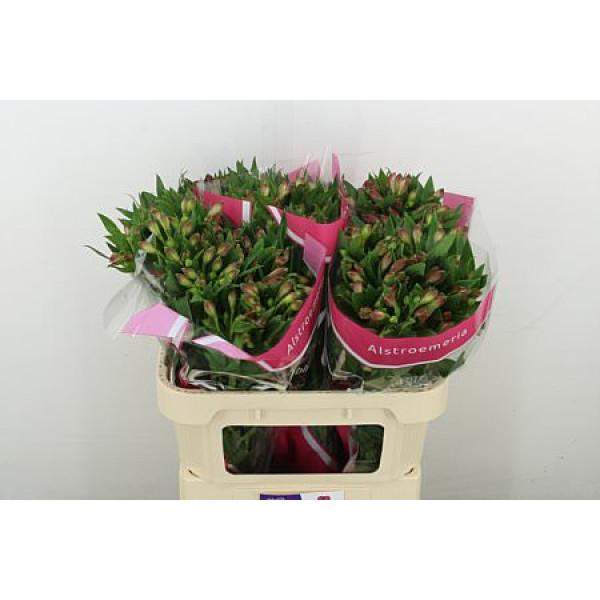 Alstromeria Bubblicious 75 cm  A1