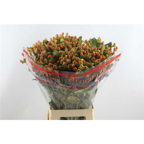 Hypericum Globo Coral 70cm A1