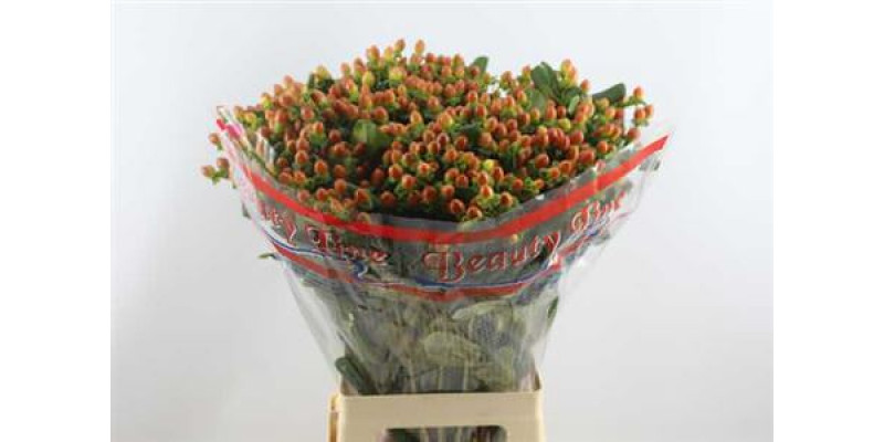 Hypericum Globo Coral 70cm A1